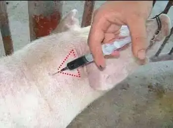 图中给展示了表皮注射部位如何给猪打针(图解):猪颈部注射部