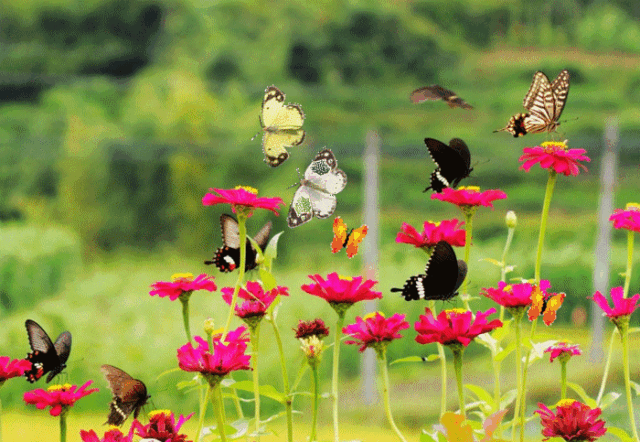 640_442gif 动态图 动图