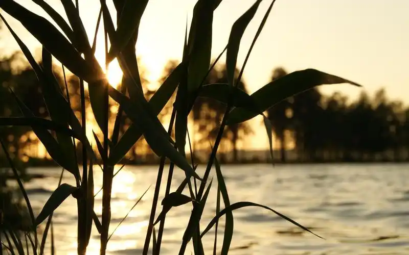 秋风萧瑟深秋唯美意境夕阳芦苇高清桌面壁纸(一)