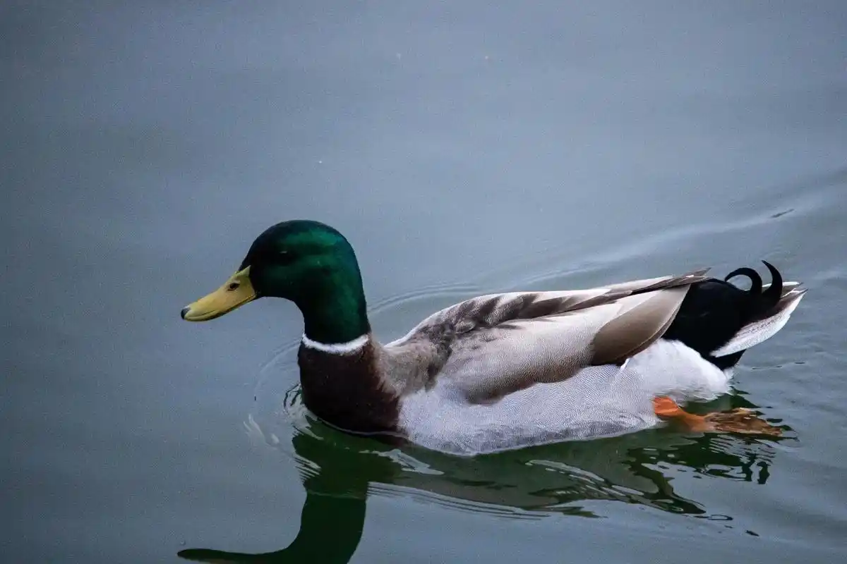 青头鸭有什么烦恼呢,只是想带着小弟无忧无虑的生活罢了!#摄影 - 抖音