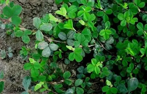 人字草的功效与作用