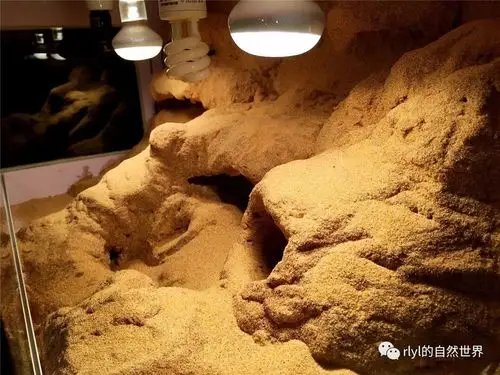 卢豫海(网名vick)微信:vick612沙漠缸diy之【储物柜】变【欣赏爬宠箱