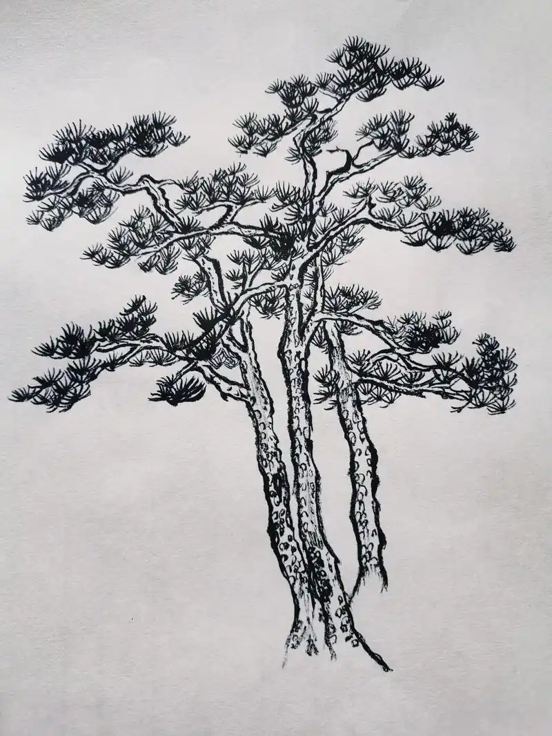 画树:90松树好比正人君子,自有一种挺拔孤俏之气.#画画 # - 抖音