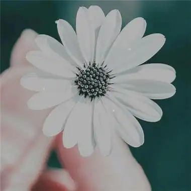 小清新唯美雏菊头像大全超有意境