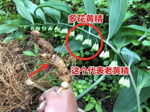 黄精新鲜野生500g江西深山天然鸡头512年以上黄精