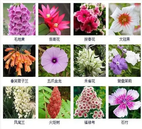 花友们都想拥有的432种常见花名大全可以自己打造一个花园
