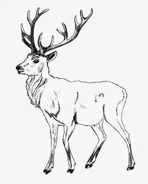 简笔画动物简笔画鹿的线稿素材小鹿简笔画涂色卡通麋鹿怎么画鹿的画法