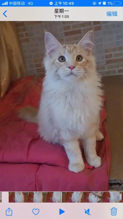 北京凯米尔色凯米尔乳色渐层