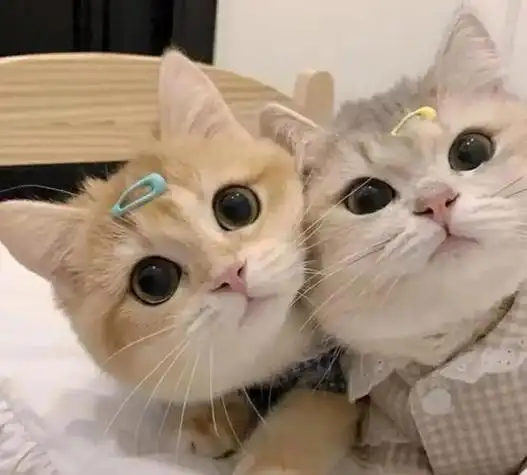 可爱猫咪qq头像可爱猫咪情侣头像一对baijiali百科