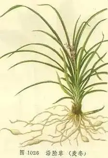 麦冬,天门冬科沿阶草属草本植物,根较粗,中间或近末端具椭圆形 - 抖音