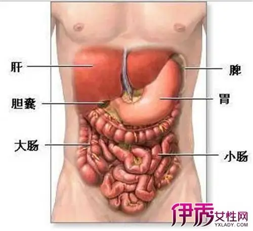 肝在右上腹,脾在左上腹,胃在中上腹,肾在左右两侧的中腹,在左下腹的