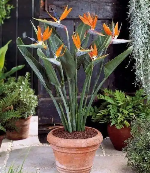 鹤望兰是长日照植物,原产于非洲的南部.