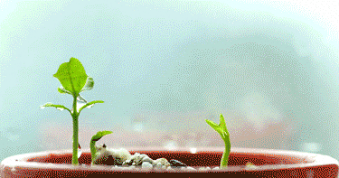 长高季,为什么就是长不高?