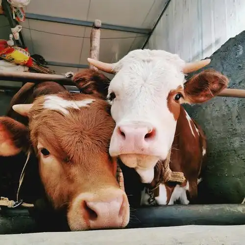 小牛真的超可爱啊!