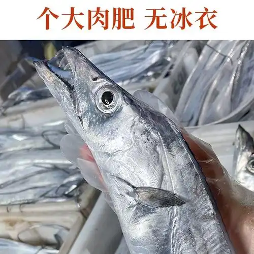 刀鱼鲜活海鲜水产8 10两由"备货网"根据销量,好评率,价格和信誉进行精