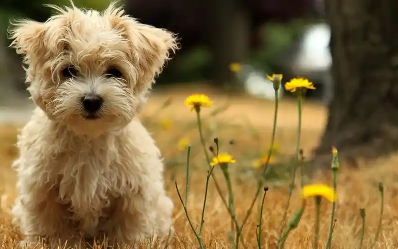可爱哈瓦那小犬高清桌面壁纸