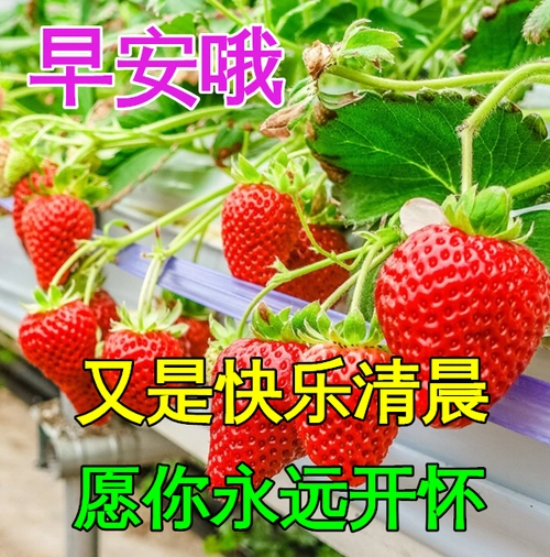 12月14日最漂亮早上好动态表情图片大全早晨好动图美图大全