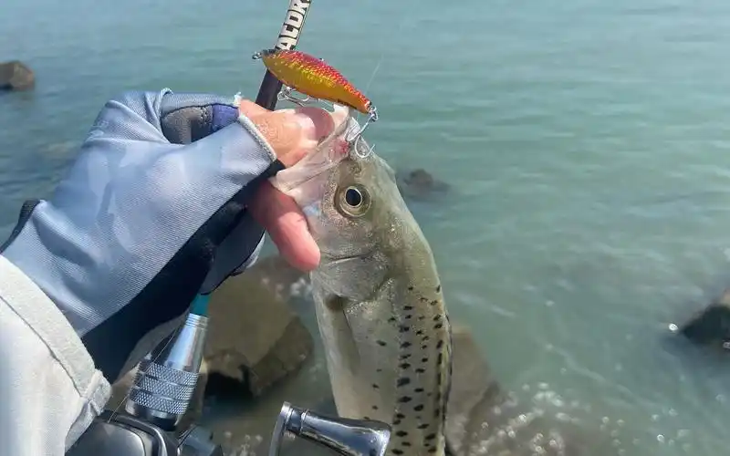 防波堤路亚海鲈 | 装备 用饵经验分享