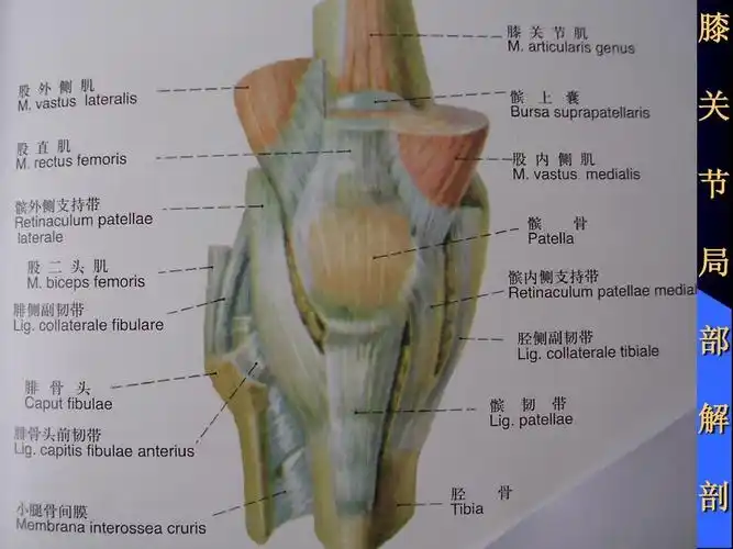 膝关节滑膜病mrippt
