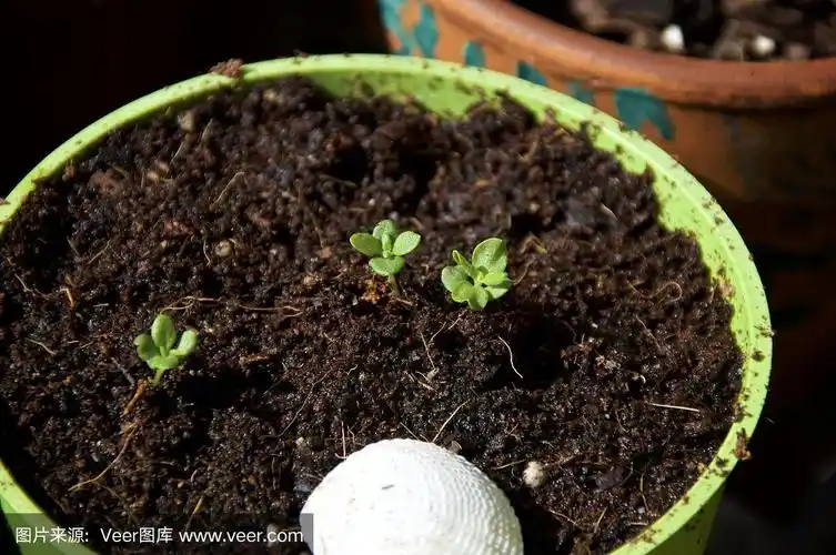 近距离观察盆栽中的薰衣草幼苗芽
