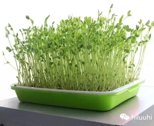 一看就懂的纸上种菜三要素