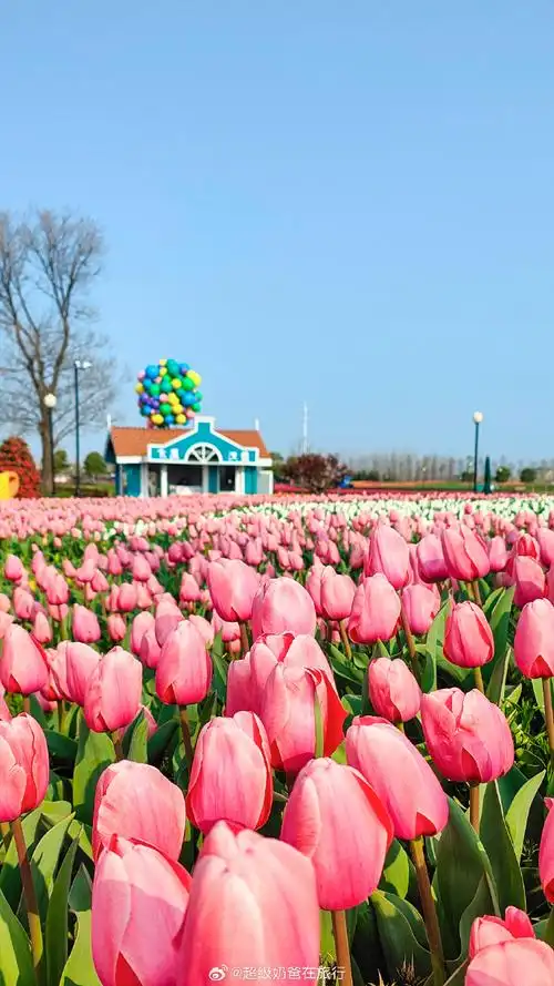 #荷你一起看花海##可以看看你手机里的春天吗#