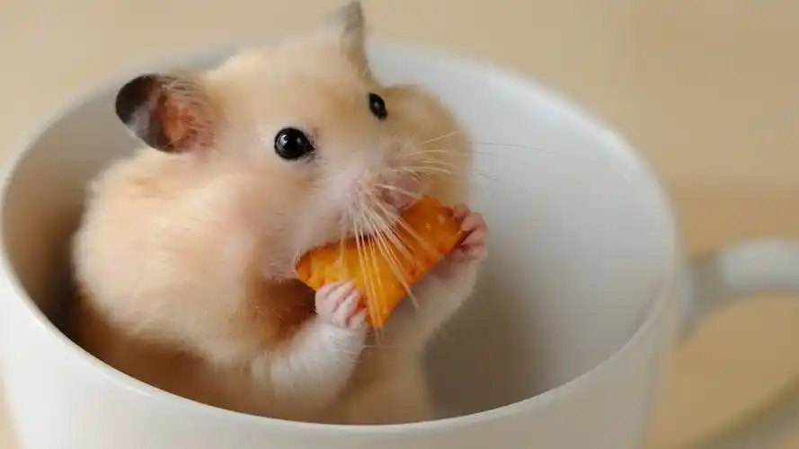 桌面>电脑壁纸>动物>一只偷吃饼干的可爱呆萌调皮小仓鼠> > 电脑壁纸