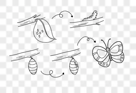 蝴蝶成长记简笔画图片