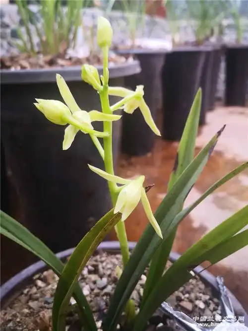 素珍珠矮-新品推介-中国兰花交易网社区