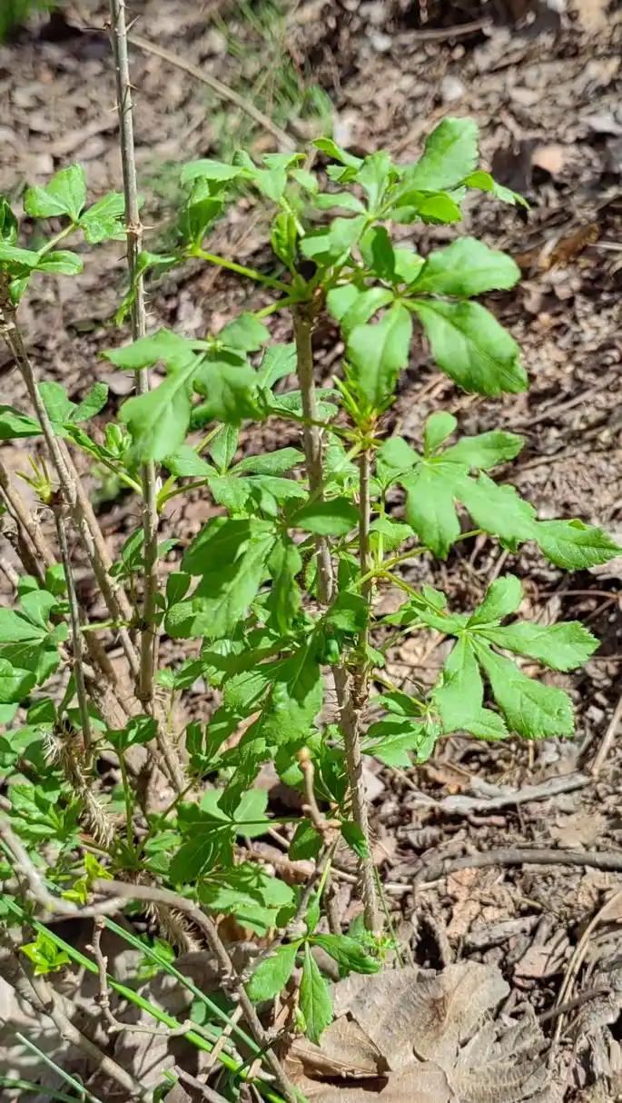 周末探寻到了山野菜刺五加,也叫五叶菜,回到家就是一顿美餐.