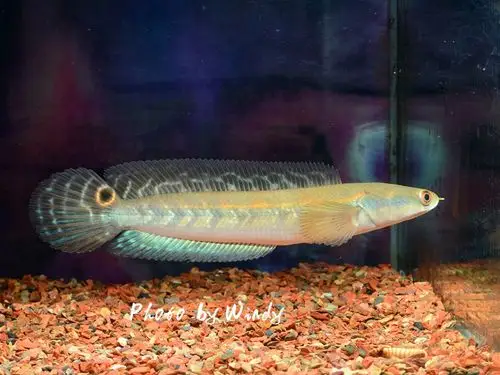 光头流氓之真品丁加奴黑魔神雷龙鱼!