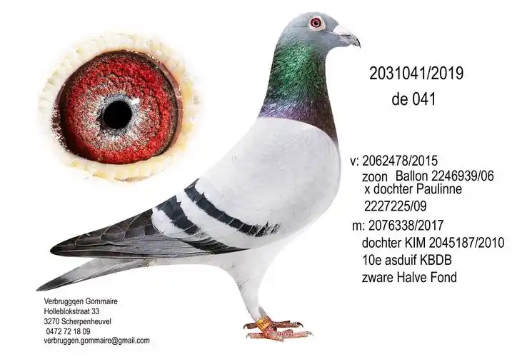 电脑戈马力b19-2031041