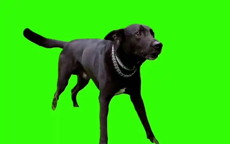 绿幕抠像高清免费视频手机剪辑素材狗狗狂吠