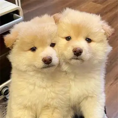 超级可爱的呆萌小动物头像