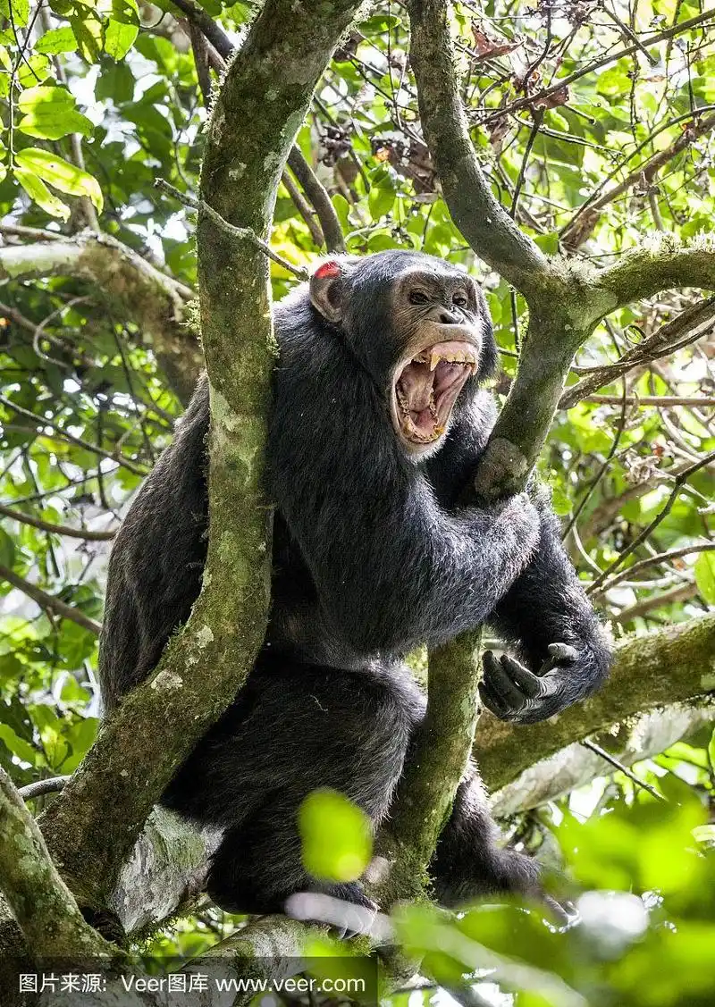 对着愤怒的黑猩猩大喊大叫.