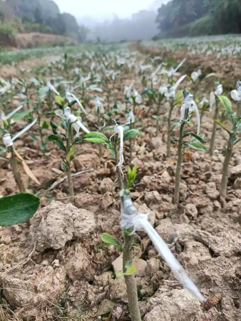 香橙头沃柑基本上全部发牙了,#果苗供应 #优质种苗 #欢迎新 - 抖音