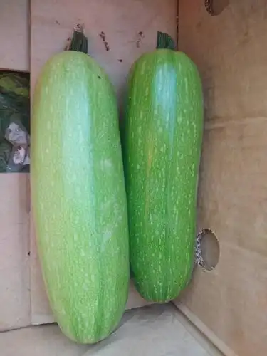 西葫芦什么时间喷花好