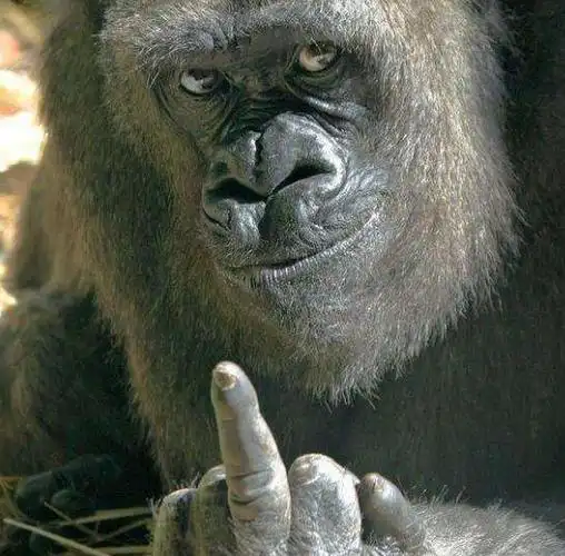 世界上"最强悍"的大猩猩,体重可达700斤,是现实版金刚!