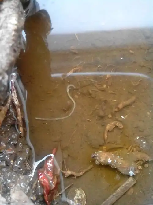 花盆里发现的白色线虫