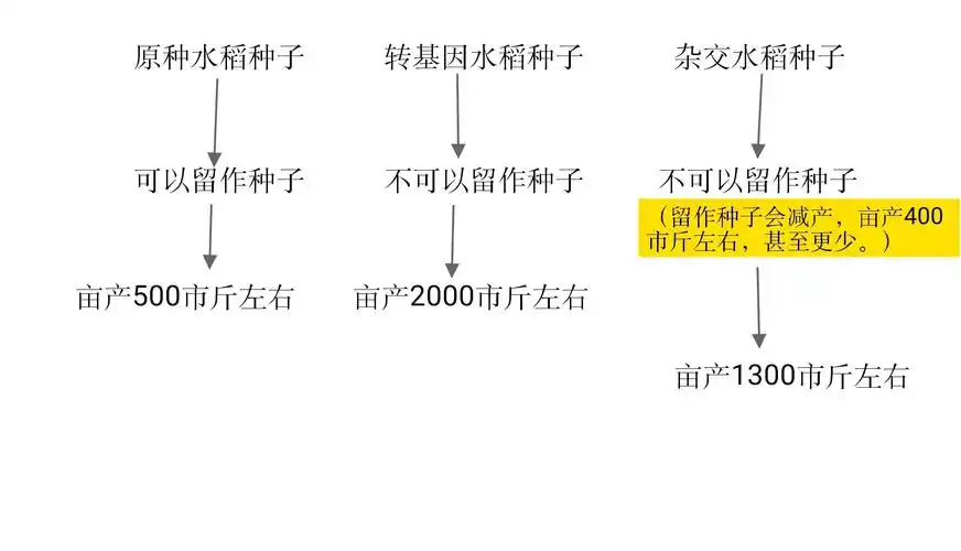 杂交水稻为什么不能留种