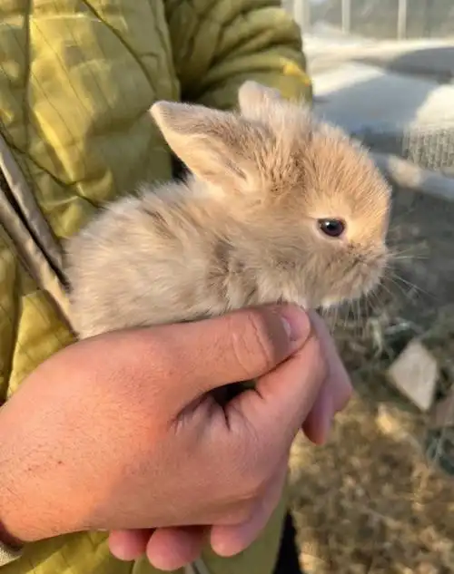 韩国3月第六批垂耳兔宝宝领养啦