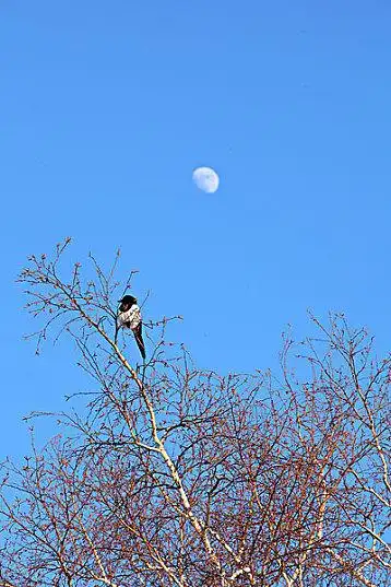 树_天空_月亮_诗情画意_安静_寂静_草原_冬季_鸟_喜鹊_高清图片_全景