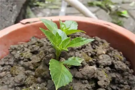 盆栽大丽花的养殖方法