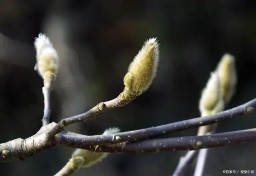 中药古今研究:辛夷