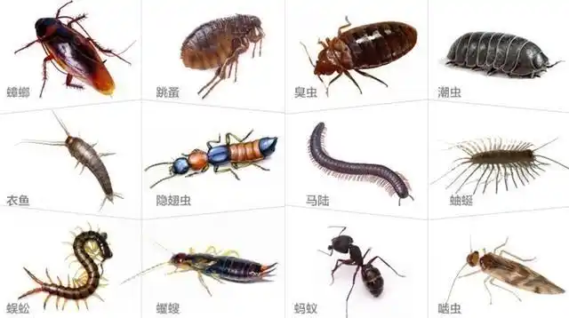 虫子都长的差不多不是98更新:1.关于杀虫的问题