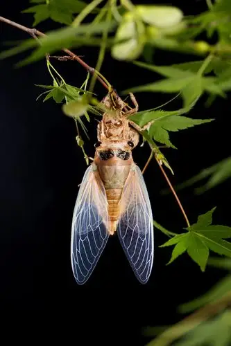 时光凝固成像,唯有一只蝉还在轻跳