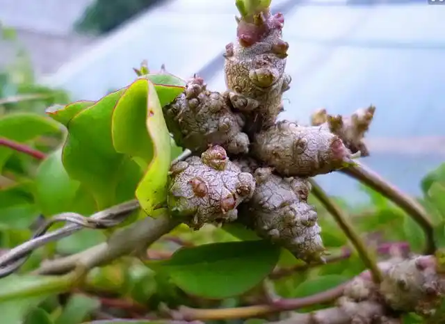 藤三七怎么吃有什么禁忌吗