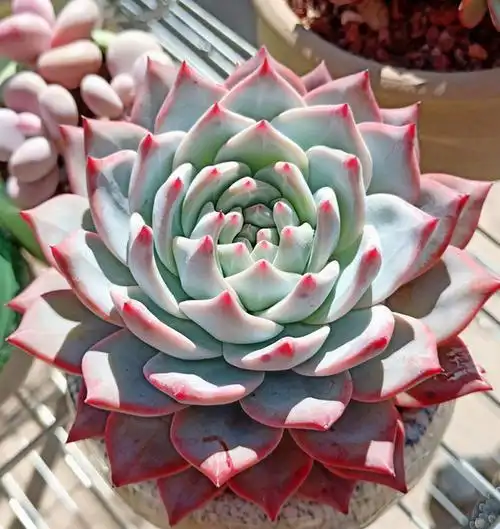 多肉粉蓝鸟状态图片粉蓝鸟多肉状态图