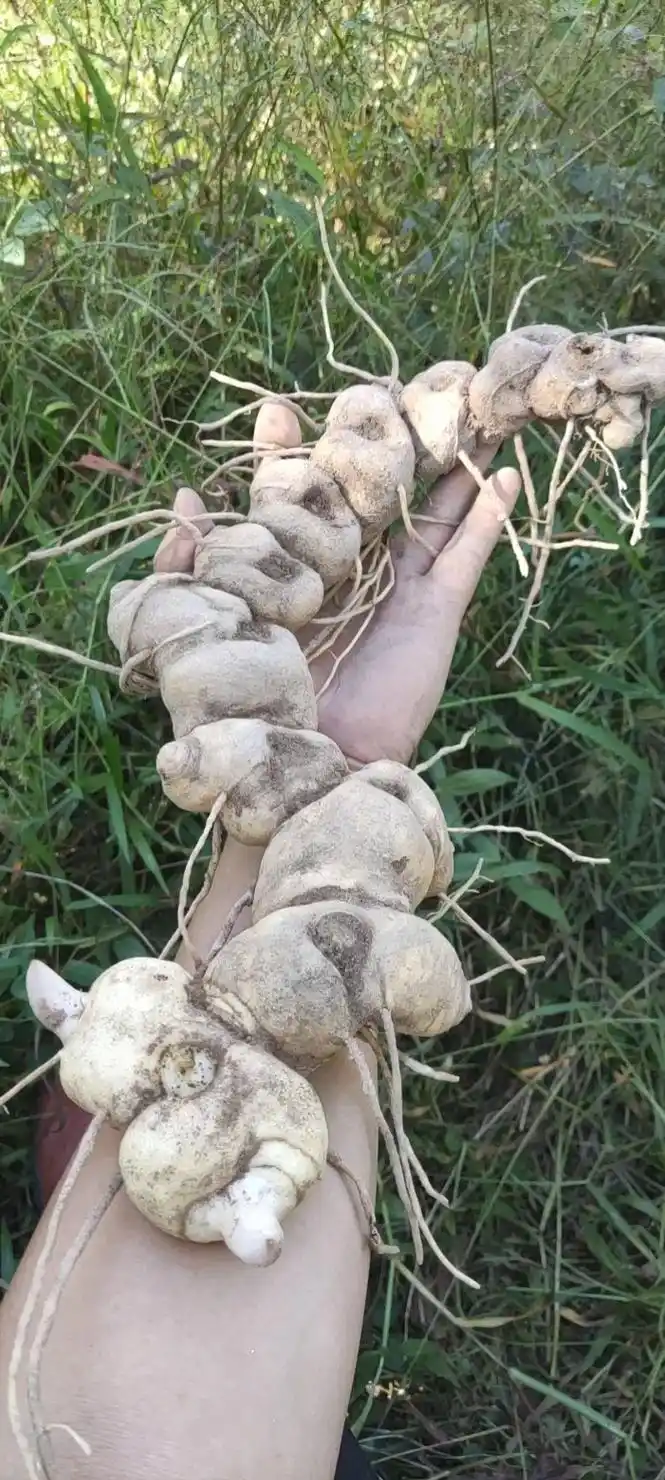 纯野生黄精,年份十年余,采于鹤峰湖南交界深 - 抖音