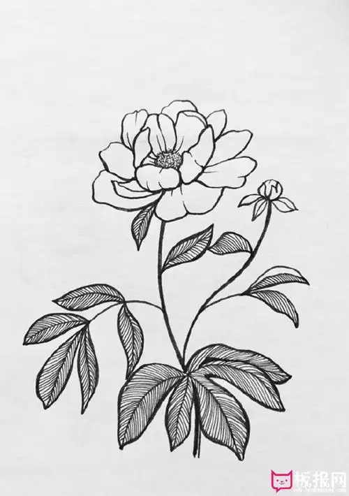 漂亮的植物简笔画大全,春有百花